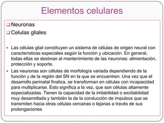 Elementos celulares
 Neuronas
 Celulas gliales
 Las células glial constituyen un sistema de células de origen neural con

características especiales según la función y ubicación. En general,
todas ellas se destinan al mantenimiento de las neuronas: alimentación,
protección y soporte.
 Las neuronas son células de morfología variada dependiendo de la
función y de la región del SN en la que se encuentren. Una vez que el
desarrollo perinatal finaliza, se transforman en células con incapacidad
para multiplicarse. Esto significa a la vez, que son células altamente
especializadas. Tienen la capacidad de la irritabilidad o excitabilidad
muy desarrollada y también la de la conducción de impulsos que se
transmiten hacia otras células cercanas o lejanas a través de sus
prolongaciones

 