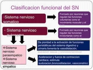 Clasificacion funcional del SN
•Sistema nervioso
somatico
 Sistema nervioso

autonomo
Sistema
nervioso
parasimpatico
Sistema
nervioso
simpatico

Formado por neuronas que
regulan las funciones
voluntarias como el
movimiento muscular y el
tacto
Formado por neuronas que
regulan las funciones
involuntarias como el
movimiento intestinal.

Da pioridad a la activación de funciones
peristálticas del sistema digestivo y
urinario,fomenta la vasodilatación,
excitación sexual y broncoconstriccion
Aceleracion y fuerza de contraccion
cardiaca, estimula
sudoracion,broncodilatacion, vasoconstricc
ion, glandulas suprarenales

 