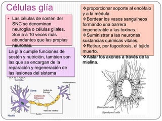 Células glía
 Las células de sostén del

SNC se denominan
neuroglia o células gliales.
Son 5 a 10 veces más
abundantes que las propias
neuronas.
La glía cumple funciones de
sostén y nutrición, tambien son
las que se encargan de la
reparación y regeneración de
las lesiones del sistema
nervioso

proporcionar soporte al encéfalo
y a la médula.
Bordear los vasos sanguíneos
formando una barrera
impenetrable a las toxinas.
Suministrar a las neuronas
sustancias químicas vitales.
Retirar, por fagocitosis, el tejido
muerto.
Aislar los axones a través de la
mielina.

 