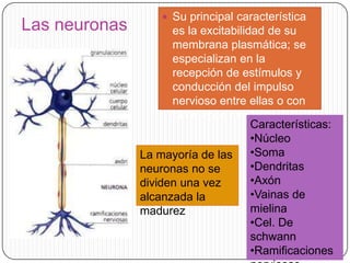 Las neuronas

 Su principal característica

es la excitabilidad de su
membrana plasmática; se
especializan en la
recepción de estímulos y
conducción del impulso
nervioso entre ellas o con
otros tipos celulares
Características:
•Núcleo
•Soma
La mayoría de las
•Dendritas
neuronas no se
•Axón
dividen una vez
•Vainas de
alcanzada la
mielina
madurez
•Cel. De
schwann
•Ramificaciones

 