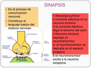 SINAPSIS
 Es el proceso de

comunicación
neuronal
 Constituye el
lenguaje basico del
sistema nervioso

1-descarga química
2-corriente eléctrica en la
neurona emisora
3-la corriente eléctrica
llega al extremo del axón
4.Neurona emisora
segrega un
neurotransmisor
5- el neurotransmisor se
deposita en el espacio
sináptico
6-el neurotransmisor
excita a la neurona
receptora.

 
