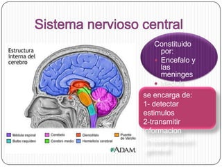 Constituido
por:
 Encefalo y
las
meninges
 Medula
espinal
se encarga de:
1- detectar
estimulos
2-transmitir
informacion
3-coordinacion
general

 
