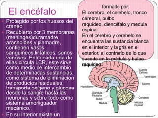 El encéfalo
 Protegido por los huesos del

craneo
 Recubierto por 3 membranas
(meninges)duramadre,
aracnoides y piamadre,
contienen vasos
sanguineos,linfaticos, senos
venosos .Entre cada una de
ellas circula LCR, este sirve
como medio de intercambio
de determinadas sustancias,
como sistema de eliminación
de productos residuales,
transporta oxígeno y glucosa
desde la sangre hasta las
neuronas y sobre todo como
sistema amortiguador
mecánico.
 En su interior existe un

formado por:
El cerebro, el cerebelo, tronco
cerebral, bulbo
raquídeo, diencéfalo y medula
espinal
En el cerebro y cerebelo se
encuentra las sustancia blanca
en el interior y la gris en el
exterior, al contrario de lo que
sucede en la médula y bulbo
raquideo

 