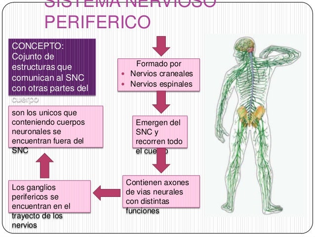 Sistema nervioso
