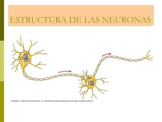 ESTRUCTURA DE LAS NEURONAS
 