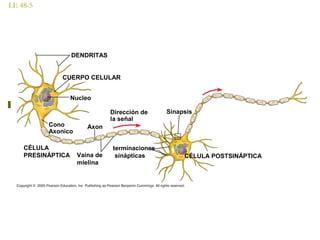 LE 48-5
DENDRITAS
CUERPO CELULAR
Nucleo
Cono
Axonico
Axon
Dirección de
la señal
CÉLULA
PRESINÁPTICA Vaína de
mielina
terminaciones
sinápticas
Sinapsis
CÉLULA POSTSINÁPTICA
 