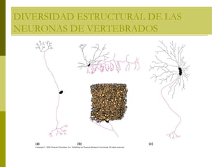 DIVERSIDAD ESTRUCTURAL DE LAS
NEURONAS DE VERTEBRADOS
 
