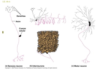 LE 48-6
Dendritas
Cuerpo
celular
Axon
InterneuronsSensory neuron Motor neuron
 