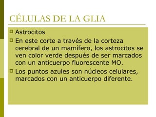 CÉLULAS DE LA GLIA
 Astrocitos
 En este corte a través de la corteza
cerebral de un mamífero, los astrocitos se
ven color verde después de ser marcados
con un anticuerpo fluorescente MO.
 Los puntos azules son núcleos celulares,
marcados con un anticuerpo diferente.
 