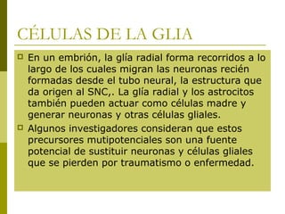 CÉLULAS DE LA GLIA
 En un embrión, la glía radial forma recorridos a lo
largo de los cuales migran las neuronas recién
formadas desde el tubo neural, la estructura que
da origen al SNC,. La glía radial y los astrocitos
también pueden actuar como células madre y
generar neuronas y otras células gliales.
 Algunos investigadores consideran que estos
precursores mutipotenciales son una fuente
potencial de sustituir neuronas y células gliales
que se pierden por traumatismo o enfermedad.
 