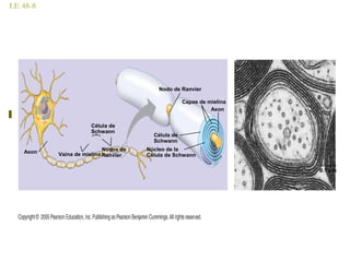 LE 48-8
Axon Nodos de
Ranvier
Célula de
Schwann
Vaína de mielina
Núcleo de la
Célula de Schwann
Célula de
Schwann
Nodo de Ranvier
Capas de mielína
Axon
0.1 µm
 