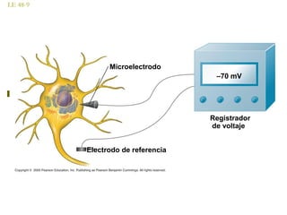LE 48-9
Microelectrodo
Electrodo de referencia
Registrador
de voltaje
–70 mV
 