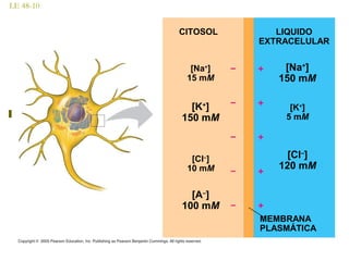 LE 48-10
CITOSOL LIQUIDO
EXTRACELULAR
[Na+
]
15 mM
[K+
]
150 mM
[A–
]
100 mM
[Na+
]
150 mM
[K+
]
5 mM
[Cl–
]
120 mM
[Cl–
]
10 mM
MEMBRANA
PLASMÁTICA
 