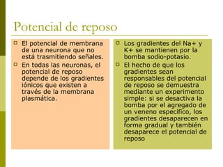 Potencial de reposo
 El potencial de membrana
de una neurona que no
está trasmitiendo señales.
 En todas las neuronas, el
potencial de reposo
depende de los gradientes
iónicos que existen a
través de la membrana
plasmática.
 Los gradientes del Na+ y
K+ se mantienen por la
bomba sodio-potasio.
 El hecho de que los
gradientes sean
responsables del potencial
de reposo se demuestra
mediante un experimento
simple: si se desactiva la
bomba por el agregado de
un veneno específico, los
gradientes desaparecen en
forma gradual y también
desaparece el potencial de
reposo
 