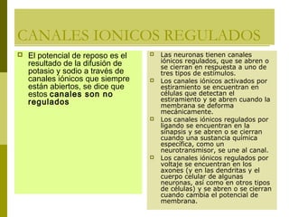 CANALES IONICOS REGULADOS
 El potencial de reposo es el
resultado de la difusión de
potasio y sodio a través de
canales iónicos que siempre
están abiertos, se dice que
estos canales son no
regulados
 Las neuronas tienen canales
iónicos regulados, que se abren o
se cierran en respuesta a uno de
tres tipos de estímulos.
 Los canales iónicos activados por
estiramiento se encuentran en
células que detectan el
estiramiento y se abren cuando la
membrana se deforma
mecánicamente.
 Los canales iónicos regulados por
ligando se encuentran en la
sinapsis y se abren o se cierran
cuando una sustancia química
específica, como un
neurotransmisor, se une al canal.
 Los canales iónicos regulados por
voltaje se encuentran en los
axones (y en las dendritas y el
cuerpo celular de algunas
neuronas, así como en otros tipos
de células) y se abren o se cierran
cuando cambia el potencial de
membrana.
 