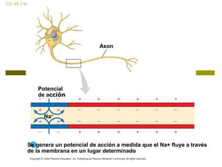 LE 48-14a
Se genera un potencial de acción a medida que el Na+ fluye a través
de la membrana en un lugar determinado
Na+
Potencial
de acción
Axon
 