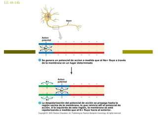 LE 48-14b
Se genera un potencial de accion a medida que el Na+ fluye a través
de la membrana en un lugar determinado
Na+
Action
potential
Axon
Na+
Action
potentialK+
La despolarización del potencial de acción se propaga hasta la
región vecina de la membrana, lo que reinicia allí el potencial de
acción. A la izquierda de esta región, la membrana se está
repolarizando a medida que el K+ fluye hacia el exterior.
K+
 