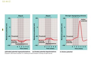 LE 48-12
Hyperpolarizations
Graded potential hyperpolarizations Graded potential depolarizations
5
Time (msec)
Resting
potential
43210
Threshold
–100
–50
0
Membranepotential(mV)
Stimuli
+50
Depolarizations
5
Time (msec)
Resting
potential
43210
Threshold
–100
–50
0
Membranepotential(mV)
Stimuli
+50
Action potential
5
Time (msec)
Resting
potential
43210
Threshold
–100
–50
0
Membranepotential(mV)
Stronger depolarizing stimulus
+50
Action
potential
6
 