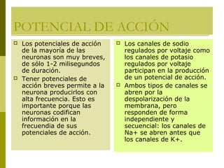 POTENCIAL DE ACCIÓN
 Los potenciales de acción
de la mayoría de las
neuronas son muy breves,
de sólo 1-2 milisegundos
de duración.
 Tener potenciales de
acción breves permite a la
neurona producirlos con
alta frecuencia. Esto es
importante porque las
neuronas codifican
información en la
frecuendia de sus
potenciales de acción.
 Los canales de sodio
regulados por voltaje como
los canales de potasio
regulados por voltaje
participan en la producción
de un potencial de acción.
 Ambos tipos de canales se
abren por la
despolarización de la
membrana, pero
responden de forma
independiente y
secuencial: los canales de
Na+ se abren antes que
los canales de K+.
 