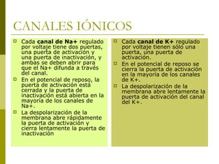 CANALES IÓNICOS
 Cada canal de Na+ regulado
por voltaje tiene dos puertas,
una puerta de activación y
una puerta de inactivación, y
ambas se deben abrir para
que el Na+ difunda a través
del canal.
 En el potencial de reposo, la
puerta de activación está
cerrada y la puerta de
inactivación está abierta en la
mayoría de los canales de
Na+.
 La despolarización de la
membrana abre rápidamente
la puerta de activación y
cierra lentamente la puerta de
inactivación
 Cada canal de K+ regulado
por voltaje tienen sólo una
puerta, una puerta de
activación.
 En el potencial de reposo se
cierra la puerta de activación
en la mayoría de los canales
de K+.
 La despolarización de la
membrana abre lentamente la
puerta de activación del canal
del K+.
 