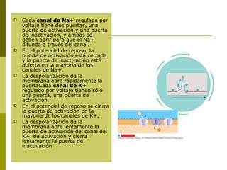  Cada canal de Na+ regulado por
voltaje tiene dos puertas, una
puerta de activación y una puerta
de inactivación, y ambas se
deben abrir para que el Na+
difunda a través del canal.
 En el potencial de reposo, la
puerta de activación está cerrada
y la puerta de inactivación está
abierta en la mayoría de los
canales de Na+.
 La despolarización de la
membrana abre rápidamente la
puertaCada canal de K+
regulado por voltaje tienen sólo
una puerta, una puerta de
activación.
 En el potencial de reposo se cierra
la puerta de activación en la
mayoría de los canales de K+.
 La despolarización de la
membrana abre lentamente la
puerta de activación del canal del
K+. de activación y cierra
lentamente la puerta de
inactivación
 