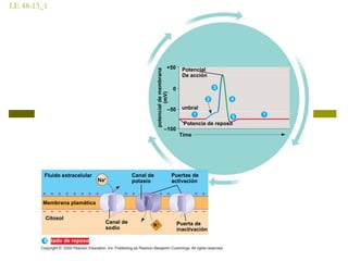 LE 48-13_1
Potencia de reposo
unbral
potencialdemembrana
(mV)
Potencial
De acción
Time
–100
–50
+50
0
Canal de
potasio
Fluido extracelular
Membrana plamática
Na+
Estado de reposo
Puerta de
inactivación
Puertas de
activación
Canal de
sodio K+
Citosol
 
