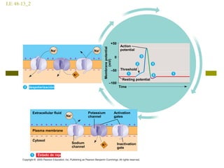 LE 48-13_2
Resting potential
Threshold
Membranepotential
(mV)
Action
potential
Time
–100
–50
+50
0
Potassium
channel
Extracellular fluid
Plasma membrane
Na+
Estado de reposo
Inactivation
gate
Activation
gates
Sodium
channel K+
Cytosol
Na+
despolarización
K+
Na+
 