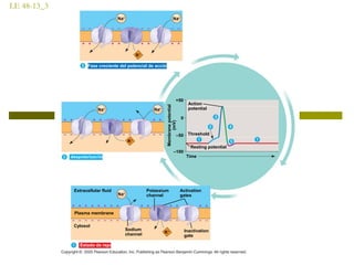 LE 48-13_3
Resting potential
Threshold
Membranepotential
(mV)
Action
potential
Time
–100
–50
+50
0
Potassium
channel
Extracellular fluid
Plasma membrane
Na+
Estado de reposo
Inactivation
gate
Activation
gates
Sodium
channel K+
Cytosol
Na+
despolarización
K+
Na+
Na+
Fase creciente del potencial de acción
K+
Na+
 