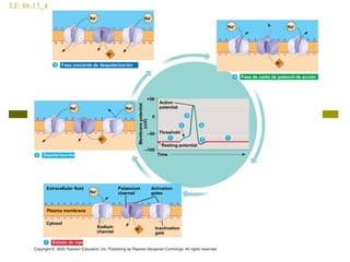 LE 48-13_4
Resting potential
Threshold
Membranepotential
(mV)
Action
potential
Time
–100
–50
+50
0
Potassium
channel
Extracellular fluid
Plasma membrane
Na+
Estado de reposo
Inactivation
gate
Activation
gates
Sodium
channel K+
Cytosol
Na+
Depolarización
K+
Na+
Na+
Fase creciente de despolarización
K+
Na+
Na+
Fase de caida de potencil de acción
K+
Na+
 