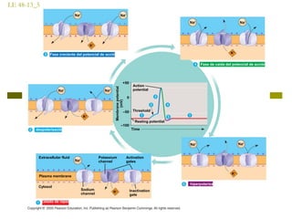 LE 48-13_5
Resting potential
Threshold
Membranepotential
(mV)
Action
potential
Time
–100
–50
+50
0
Potassium
channel
Extracellular fluid
Plasma membrane
Na+
Estado de reposo
Inactivation
gate
Activation
gates
Sodium
channel K+
Cytosol
Na+
despolarización
K+
Na+
Na+
Fase creciente del potencial de acción
K+
Na+
Na+
Fase de caída del potencial de acción
K+
Na+
Na+
hiperpolarizac
K+
Na+
 