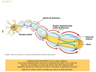 LE 48-15
Cuerpo celular
Célula de Schwann
Región despolarizada
(nodo de Ranvier)
Vaína de
mielína
Axon
CONDUCCIÓN SALTATORIA. En un axón mielínico,
la corriente despolarizante durante un potencial de acción en un nodo de
Ranvier, se propaga a lo largo del interior del azón hasta el nodo
siguiente, donde se reinicia por si mismo. Por tanto, el potencial de acción
salta de un nodo al otro a medida que viaja a lo largo del axón.
 