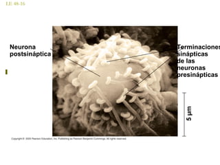 LE 48-16
Neurona
postsináptica
Terminaciones
sinápticas
de las
neuronas
presinápticas
5µm
 