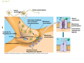 LE 48-17
Célula postsinápticaCélula
presináptical
Vesículas sinápticas
Que contienen
neurotransmisor
Membrana
presináptica
Canal de Ca
Regulado por voltaje
Ca2+
Membrana
postsináptica
Membrana
postsináptica
Neuro-
transmisor
Canal iónico
regulado por
ligando
Na+
K+
Canales ionicos
Regulados por ligando
Hendidura sináptica
 