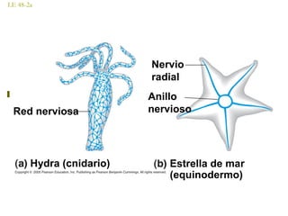 LE 48-2a
Red nerviosa
Hydra (cnidario)
Nervio
radial
Anillo
nervioso
Estrella de mar
(equinodermo)
 