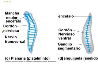 LE 48-2b
Mancha
ocular
encéfalo
Cordón
nervioso
Nervio
transversal
Planaria (platelminto)
encéfalo
Cordón
Nervioso
ventral
Ganglio
segmentario
sanguijuela (anelido)
 