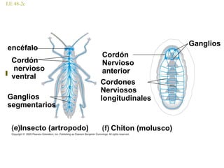 LE 48-2c
Insecto (artropodo) Chiton (molusco)
encéfalo
Cordón
nervioso
ventral
Ganglios
segmentarios
Cordón
Nervioso
anterior
Cordones
Nerviosos
longitudinales
Ganglios
 