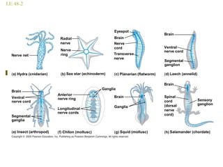 LE 48-2
Nerve net
Hydra (cnidarian)
Radial
nerve
Nerve
ring
Sea star (echinoderm)
Insect (arthropod) Chiton (mollusc)
Brain
Ventral
nerve cord
Segmental
ganglia
Anterior
nerve ring
Longitudinal
nerve cords
Ganglia
Eyespot
Brain
Nerve
cord
Transverse
nerve
Planarian (flatworm)
Brain
Ganglia
Squid (mollusc)
Brain
Salamander (chordate)
Spinal
cord
(dorsal
nerve
cord)
Sensory
ganglion
Brain
Ventral
nerve cord
Segmental
ganglion
Leech (annelid)
 