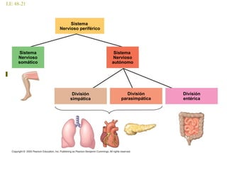 LE 48-21
Sistema
Nervioso periférico
Sistema
Nervioso
somático
Sistema
Nervioso
autónomo
División
simpática
División
parasimpática
División
entérica
 