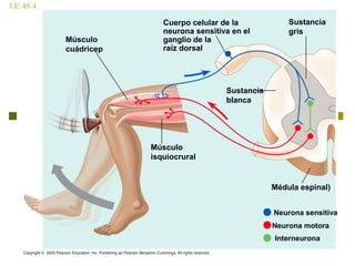 LE 48-4
Músculo
cuádricep
Cuerpo celular de la
neurona sensitiva en el
ganglio de la
raíz dorsal
Neurona sensitiva
Médula espinal)
Sustancia
blanca
Músculo
isquiocrural
Sustancia
gris
Neurona motora
Interneurona
 