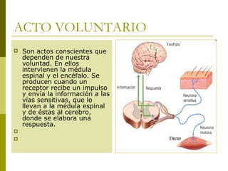 ACTO VOLUNTARIO
 Son actos conscientes que
dependen de nuestra
voluntad. En ellos
intervienen la médula
espinal y el encéfalo. Se
producen cuando un
receptor recibe un impulso
y envía la información a las
vías sensitivas, que lo
llevan a la médula espinal
y de éstas al cerebro,
donde se elabora una
respuesta.
  

 
