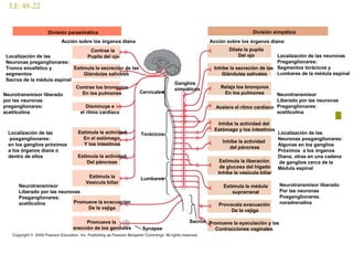 LE 48-22
División simpáticaDivisión parasimática
Contrae la
Pupila del ojoLocalización de las
Neuronas preganglionares:
Tronco encefálico y
segmentos
Sacros de la médula espinal
Estimula la secreción de las
Glándulas salivales
Contrae los bronquios
En los pulmones
Acción sobre los órganos diana
Neurotransmisor liberado
por las neuronas
preganglionares:
acetilcolina
Disminuye e
el ritmo cardiaco
Estimula la actividad
En el estómago
Y los intestinos
Localización de las
posganglionares:
en los ganglios próximos
a los órganos diana o
dentro de ellos
Neurotransmisor
Liberado por las neuronas
Posganglionares:
acetilcolina
Estimula la actividad
Del páncreas
Estimula la
Vesícula biliar
Promueve la evacuación
De la vejiga
Promueve la
erección de los genitales
Dilata la pupila
Del ojo
Inhibe la secreción de las
Glándulas salivales
Relaja los bronquios
En los pulmones
Acción sobre los órganos diana:
Acelera el ritmo cardíaco
Inhibe la actividad del
Estómago y los intestinos
Inhibe la actividad
del páncreas
Estimula la liberación
de glucosa del higado
Inhibe la vesícula biliar
Provocala evacuación
De la vejiga
Promueve la eyaculación y las
Contracciones vaginales
Estimula la médula
suprarrenal
Synapse
Sacros
Lumbares
Torácicos
Cervicalesl
Ganglios
simpáticos
Localización de las neuronas
Preganglionares:
Segmentos torácicos y
Lumbares de la médula espinal
Neurotransmisor
Liberado por las neuronas
Preganglionares:
acetilcolina
Localización de las
Neuronas posganglionares:
Algunas en los ganglios
Próximos a los órganos
Diana; otras en una cadena
de ganglios cerca de la
Médula espinal
Neurotransmisor liberado
Por las neuronas
Posganglionares.
noradrenalina
 