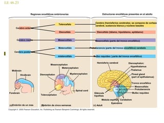 LE 48-23
Regiones encefálicas embrionarias
Cerebro anterior
Cerebro medio
Telencefalo
Diencefalo
Mesencéfalo
Cerebro posteriorn
Metencefalo
mielencéfalo
Diencephalon
Mesencephalon
Metencephalon
Myelencephalon
Midbrain
Hindbrain
Forebrain
Telencephalon
Spinal cord
Médula espinal
Embrión de un mes Embrión de cinco semanas
Hemisferio cerebral
Bulbo raquídeo ( parte del tronco encefálico)
Gláncula
hipófisis
Pineal gland
(part of epithalamus)
Diencephalon:
Hypothalamus
Thalamus
Tronco encefálico
Mesencéfalo
Protuberancia
Bulbo raquídeo
Cerebelom
Epéndimo
Adult
Protuberancia (parte del tronco encefálico) cerebelo
Mesencéfalo (parte del tronco encefálico)
Diencéfalo (tálamo, hipotálamo, epitálamo)
Cerebro (hemisferios cerebrales; se compone de corteza
cerebral, sustancia blanca y núcleos basales
Estructuras encefálicas presentes en el adulto
 