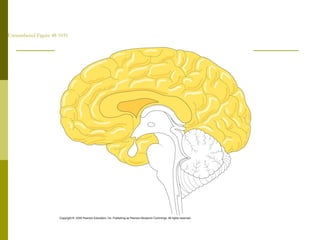 Unnumbered Figure 48-1031
 