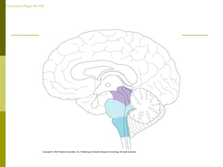 Unnumbered Figure 48-1029
 