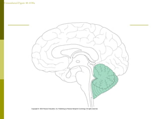 Unnumbered Figure 48-1030a
 