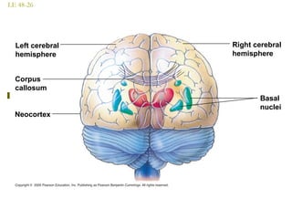 LE 48-26
Left cerebral
hemisphere
Corpus
callosum
Neocortex
Right cerebral
hemisphere
Basal
nuclei
 
