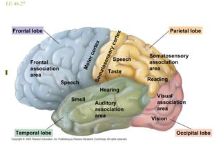 LE 48-27
Frontal lobe
Frontal
association
area
Smell
Speech
Temporal lobe
Auditory
association
area
Hearing
Visual
association
area
Vision
Occipital lobe
Reading
Somatosensory
association
area
Taste
Speech
Parietal lobe
MotorcortexSomatosensorycortex
 