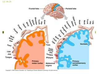 LE 48-28
Frontal lobe Parietal lobe
Primary
motor cortex
Primary
somatosensory
cortex
Genitalia
Tongue
Jaw
Lips
Face
Neck
Eye
Brow
Shoulder
Trunk
Hip
Wrist
Hand
Fingers
Thum
b
ForearmElbow
Knee
Tongue
Jaw
Lips
Face
Eye
Head
Hand
Fingers
Thum
b
Forearm
Elbow
Abdominal
organs
Toes
Pharynx
Gums
Teeth
Nose
Upperarm
Neck
Trunk
Hip
Leg
 
