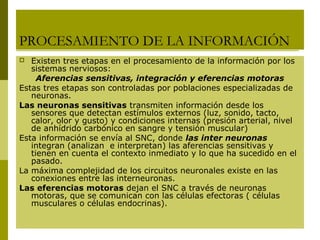 PROCESAMIENTO DE LA INFORMACIÓN
 Existen tres etapas en el procesamiento de la información por los
sistemas nerviosos:
Aferencias sensitivas, integración y eferencias motoras
Estas tres etapas son controladas por poblaciones especializadas de
neuronas.
Las neuronas sensitivas transmiten información desde los
sensores que detectan estímulos externos (luz, sonido, tacto,
calor, olor y gusto) y condiciones internas (presión arterial, nivel
de anhídrido carbónico en sangre y tensión muscular)
Esta información se envía al SNC, donde las inter neuronas
integran (analizan e interpretan) las aferencias sensitivas y
tienen en cuenta el contexto inmediato y lo que ha sucedido en el
pasado.
La máxima complejidad de los circuitos neuronales existe en las
conexiones entre las interneuronas.
Las eferencias motoras dejan el SNC a través de neuronas
motoras, que se comunican con las células efectoras ( células
musculares o células endocrinas).
 