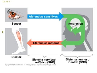 LE 48-3
Sensor
Aferencias sensitivas
Eferencias motoras
Integracion
Efector
Sistema nervioso
periférico (SNP)
Sistema nervioso
Central (SNC)
 